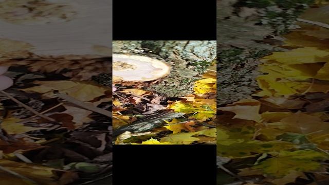 Ошибки при удалении веток: незачищенный спил. смотреть онлайн