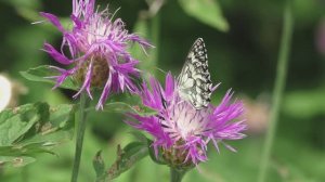 Бабочки. Просто красиво посмотри