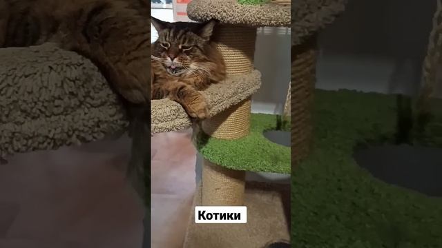 котики смотреть онлайн