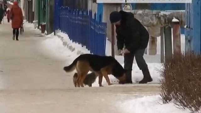 Лают и пугают. Новозыбковцы боятся ходить по улицам из-за собак смотреть онлайн