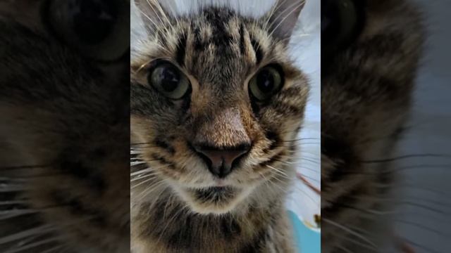 I found the 3d zoom effect and put it on my cat смотреть онлайн