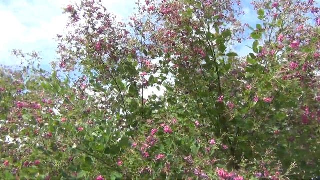 500+ Стоит ли использовать трутовые рамки? Стоит! смотреть онлайн