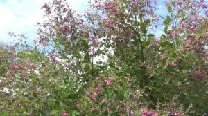 500+ Стоит ли использовать трутовые рамки? Стоит!