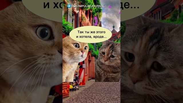 Магия сработала #мыкотики #вмем #разговор #анекдот #шутки #кот #юмор #смешное #прикольно #мемы #cat смотреть онлайн