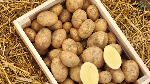 DokaGene сорт семенного картофеля АЙЛ ОФ ДЖУРА смотреть онлайн