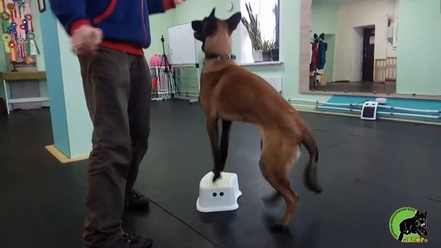Fast Flock Duff (7month)