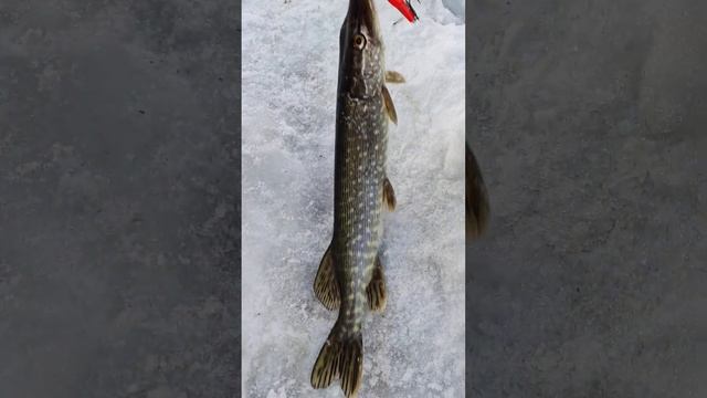 Щука на воблер смотреть онлайн