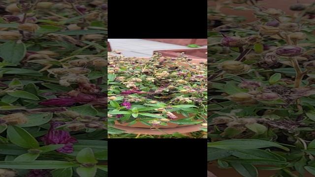 Обязательно собирайте свои семена с этих цветов! смотреть онлайн