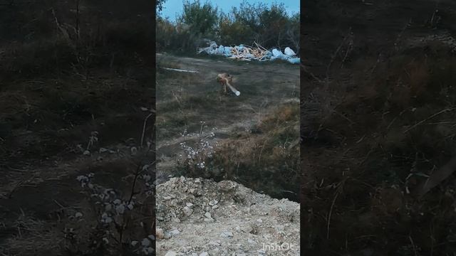 Гадкий лис ч. 2