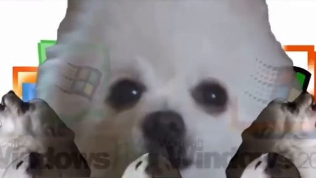 DJ Dog playing Windows Startup and Shutdown sounds reversed смотреть онлайн