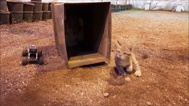 ВОТ ЧТО ПРОИСХОДИТ В ТЕПЛИЦЕ, КОГДА В НЕЙ НИЧЕГО НЕ РАСТЁТ😆 смотреть онлайн