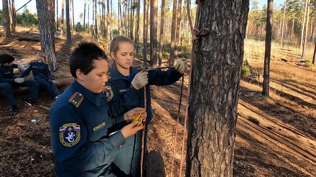 ШБ упавшее дерево