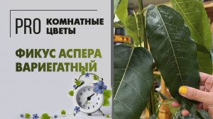 Фикус аспера вариегатный. Про растение: как ухаживать за фикусом в комнатных условиях.