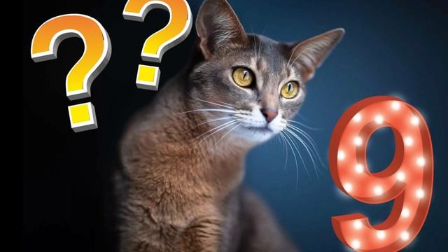 Правда ли, что у кошек 9 жизней? смотреть онлайн