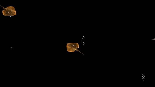 Windows 98 Dangerous Creatures Screensaver (1 Hour) смотреть онлайн