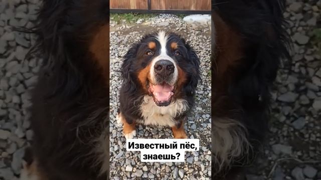 Известный пёс смотреть онлайн