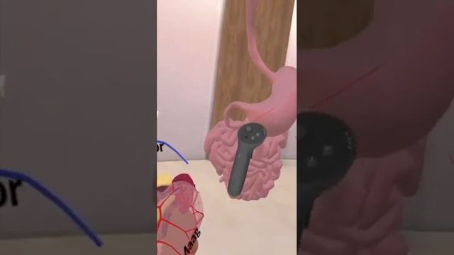 Abdominal Anatomy смотреть онлайн