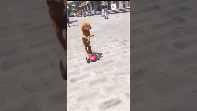 летит на самокате...