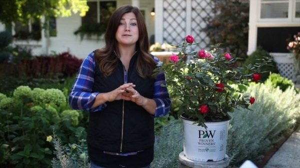 Proven Winners' Oso Easy Double Rose 🌿 'Garden Answer' Laura 🌿 Reston Farm Garden Market