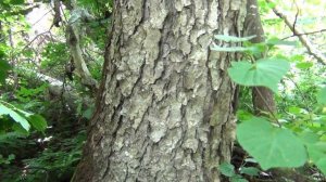 500+ Поход в сопки. Обзор тайги. Часть 2.