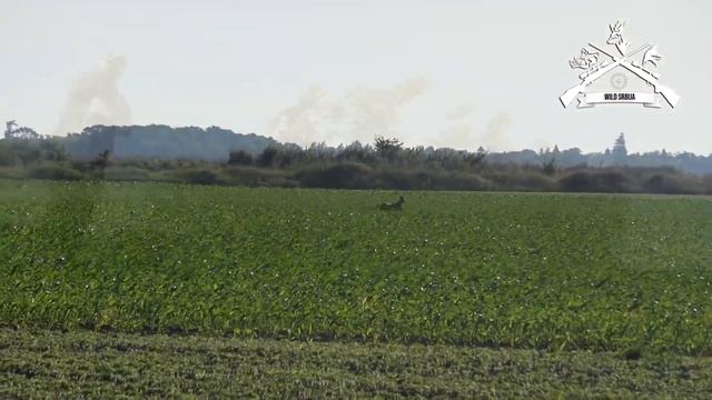 E91 Lov nepravilnog Srndaća sa Barnesom (30-06 TTSX)/Roebuck hunt with Barnes bullets (30-06 TTSX) смотреть онлайн