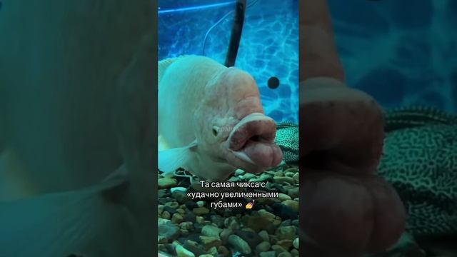 модная рыбка