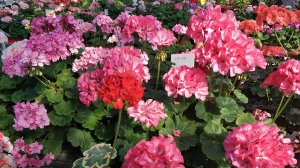Тотальная распродажа пеларгонии . Успей купить