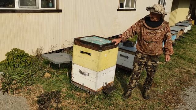 500+ Метод содержания двух семей в одном улье. смотреть онлайн