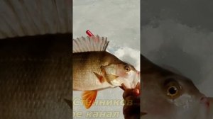 Выхватил бонуса #рыбалка #безнасадка