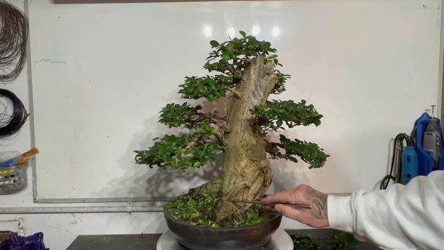 Achieving Best Results: Mastering Privet Bonsai Carving and Pruning смотреть онлайн