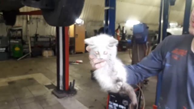 СПАСЕНИЕ КОТЕНКА