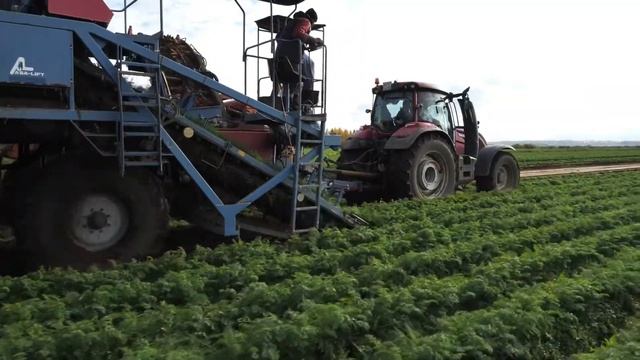 ДокаДжин: уборка моркови смотреть онлайн