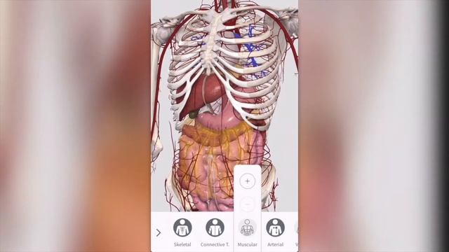 Human Anatomy Apps for Iphone (Apps for Iphones/Ipads in the App Store) смотреть онлайн