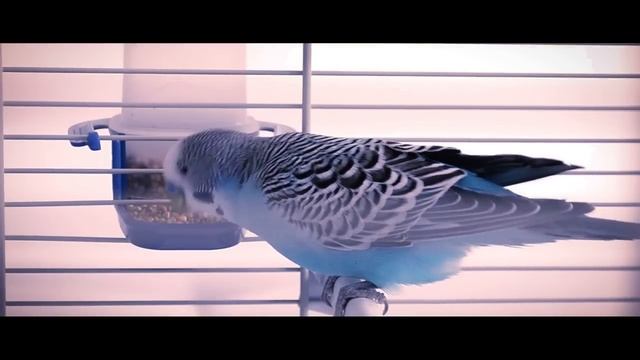 ডিম পাড়ার লক্ষণ | Signs of Pregnancy in a Budgie | পাখি পালন смотреть онлайн