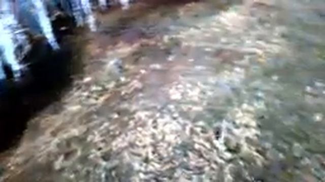 Косуля. смотреть онлайн