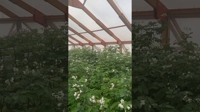 DokaGene растения картофеля собственных сортов, выращиваемые на гидропонных установках смотреть онлайн