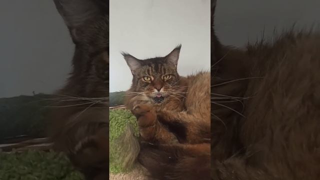 котики смотреть онлайн