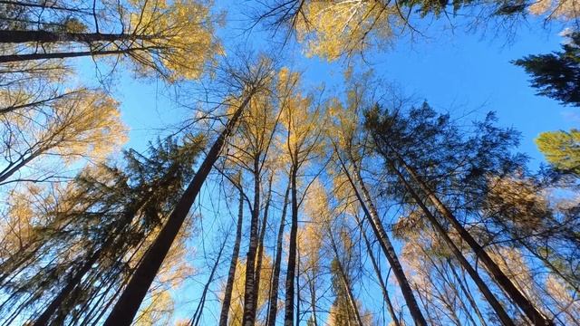 Золотая осень лесная тропа в Йошкар-Ола октябрь 2024 смотреть онлайн