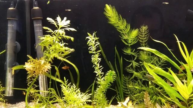 Aquael turbo 500 смотреть онлайн