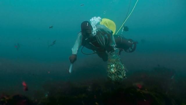Abalone Diver Faces His Fear Of Sharks To Haul Over $8k Worth Of Abalone | Abalone Wars смотреть онлайн