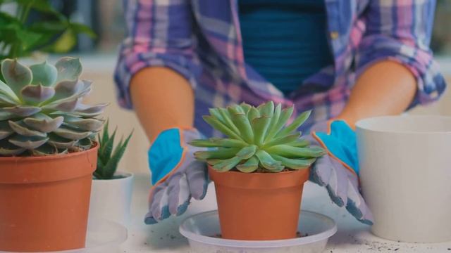 Succulent Success: Tips for Growing Low-Maintenance Plants смотреть онлайн