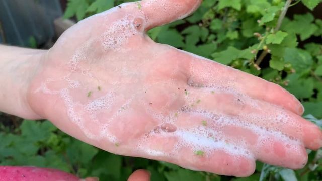 Мыльный раствор от тли смотреть онлайн