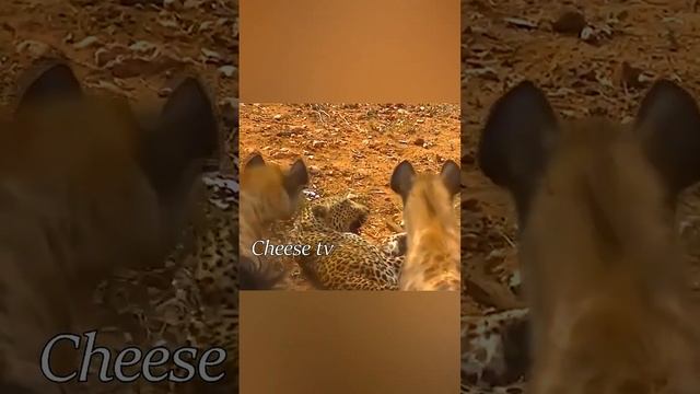 Гиены и лев против леопарда. смотреть онлайн