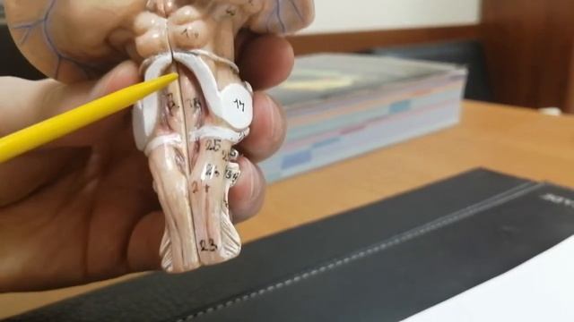 Brainstem смотреть онлайн