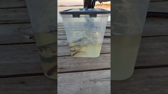 #рыбак #кошки #озеро смотреть онлайн