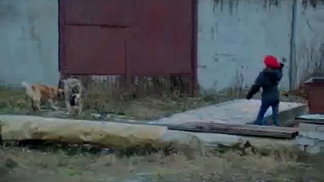 В Новозыбкове нормализовалась ситуация с бродячими псами смотреть онлайн