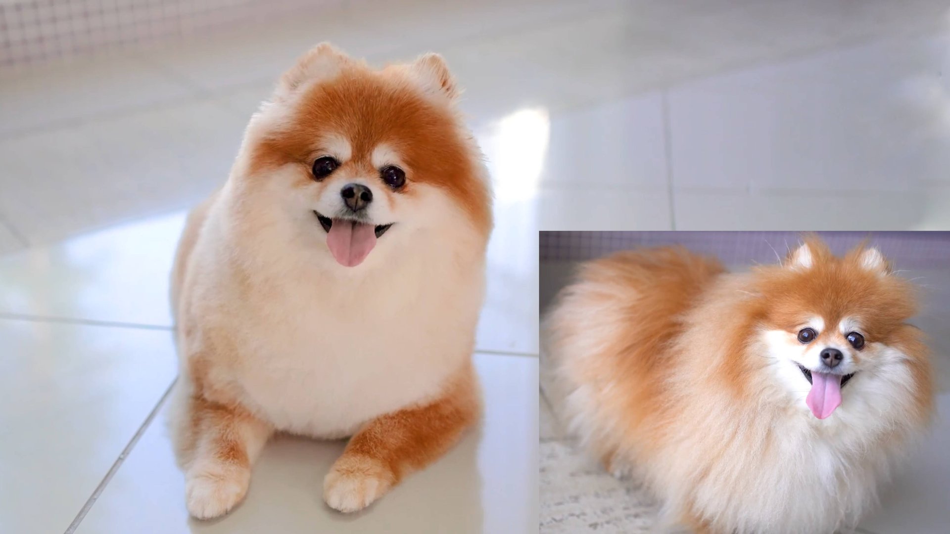 Простая стрижка для померанского шпица смотреть онлайн