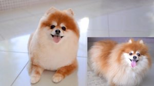 Простая стрижка для померанского шпица