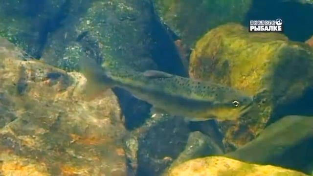 СИМА. О чём молчат рыбы 103 Oncorhynchus Masou
