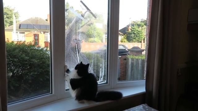Cat loses it when owner cleans the windows смотреть онлайн